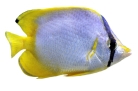 Butterfly Fish