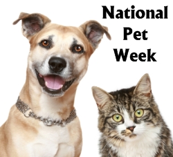 National Pet Week Creative Writing Prompts