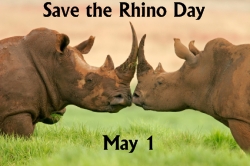 Save the Rhino Day May 1 Writing Prompts