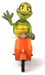 Turtle on Moped Bike