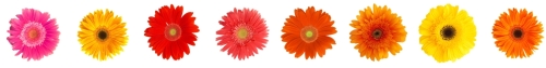 Row of Spring Flowers